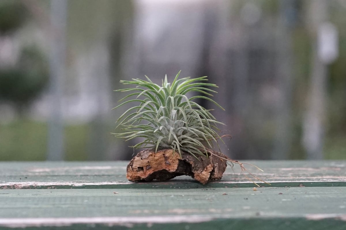 fit=scale-down,w=1200 fit=scale-down,w=1200