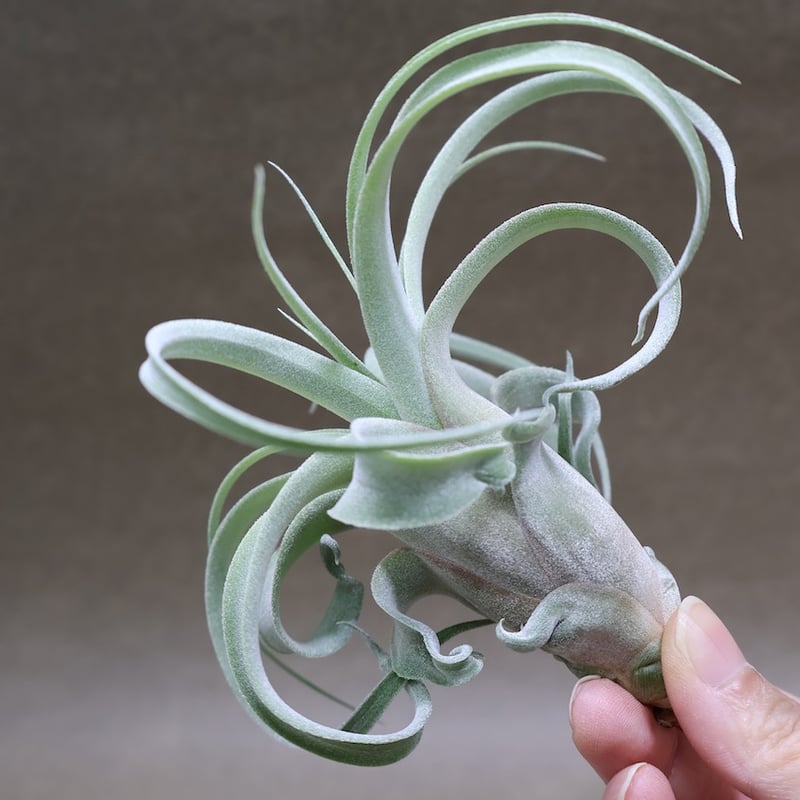 ストレプトフィラ × キセログラフィカ 10号 | air-plants TENGU-DO