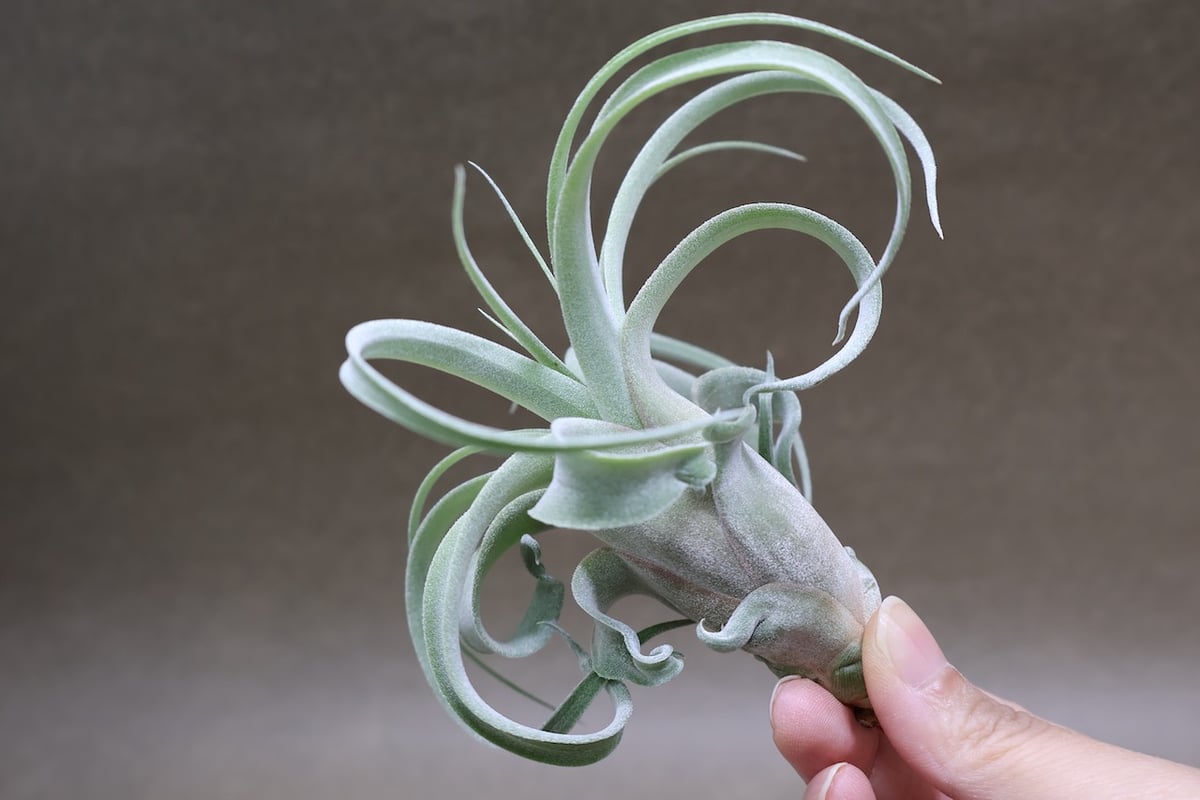 ストレプトフィラ × キセログラフィカ 10号 | air-plants TENGU-DO