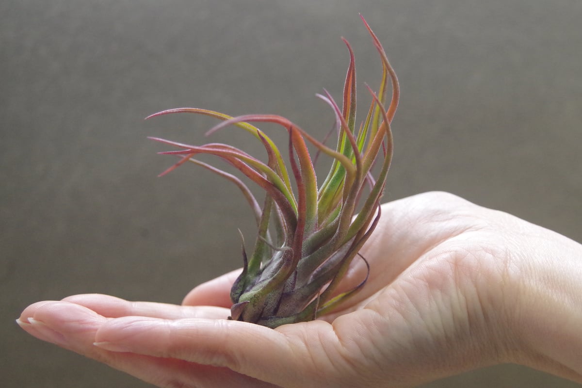 ジョエル （ブルボーサx イオナンタ） 23号 | air-plants TENGU-DO
