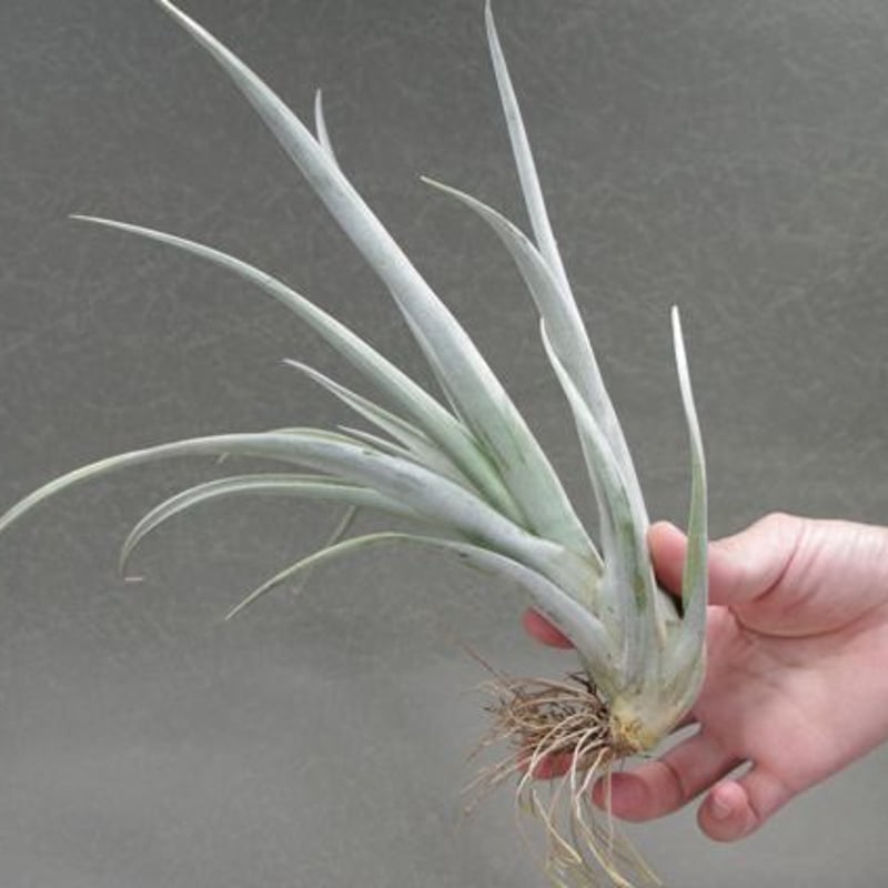 エリザベシアエ 02号 | air-plants TENGU-DO