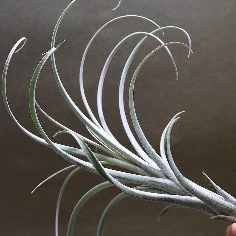 エクセルタxカピタータ ドミンゲンシス 05号 | air-plants TENGU-DO