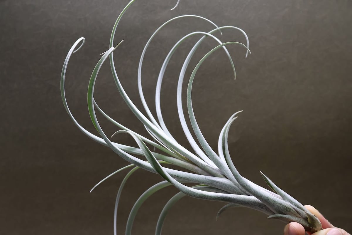 エクセルタxカピタータ ドミンゲンシス 05号 | air-plants TENGU-DO