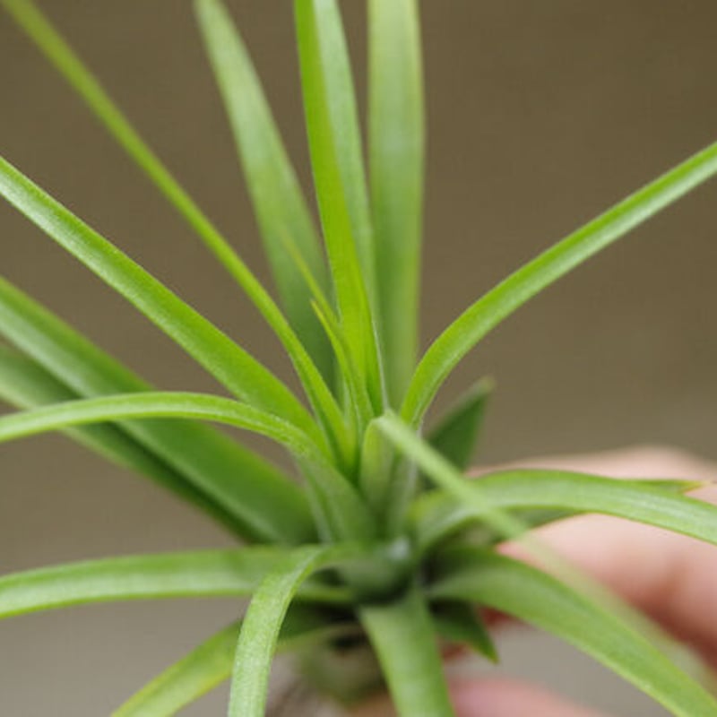 ローランドゴッセリニー × イオナンタ 03号 | air-plants TENGU-DO