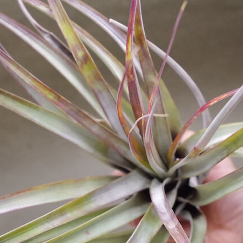 巨大株)チランジア ファシクラータ, Copala 【公式通販】