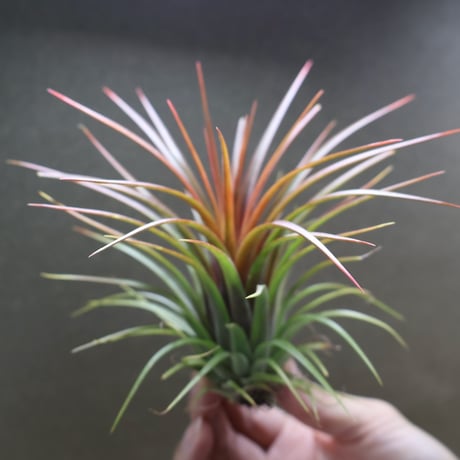 air-plants TENGU-DO