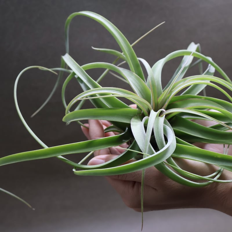 コンコロール×ストレプトフィラ 16号 | air-plants TENGU-DO