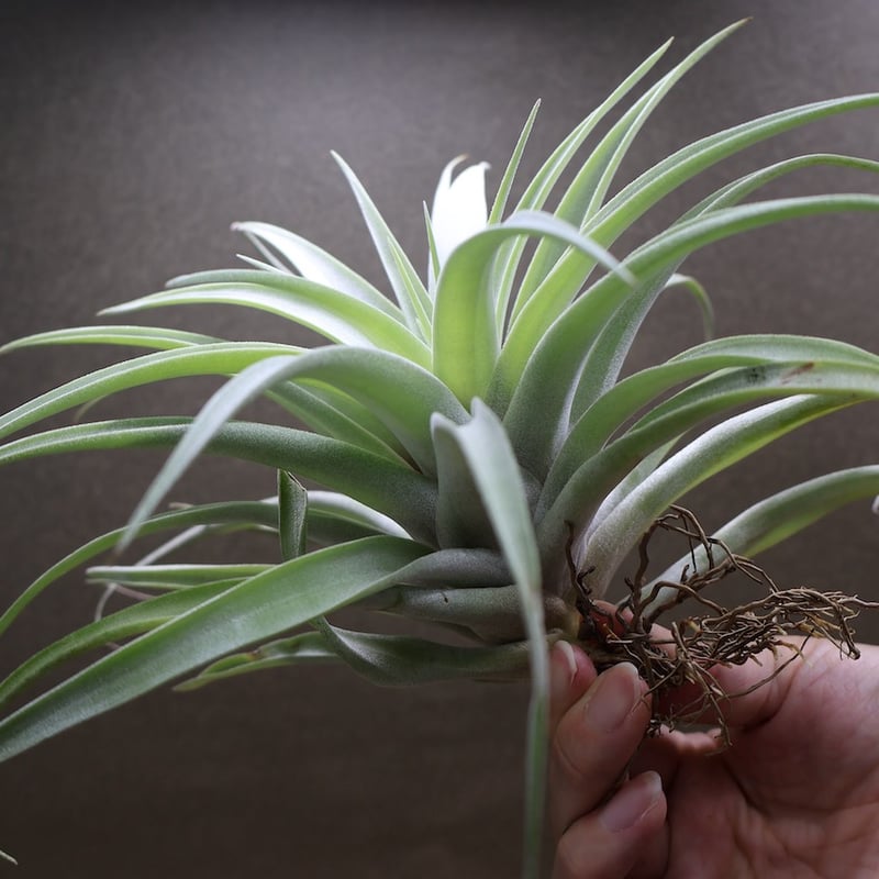 カピタータ シルバーローズ 44号 | air-plants TENGU-DO