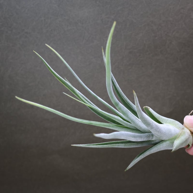 カピタータ x ファシクラータ 01号 | air-plants TENGU-DO