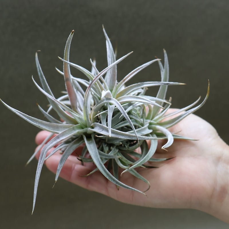 チアペンシス クランプ13号 | air-plants TENGU-DO