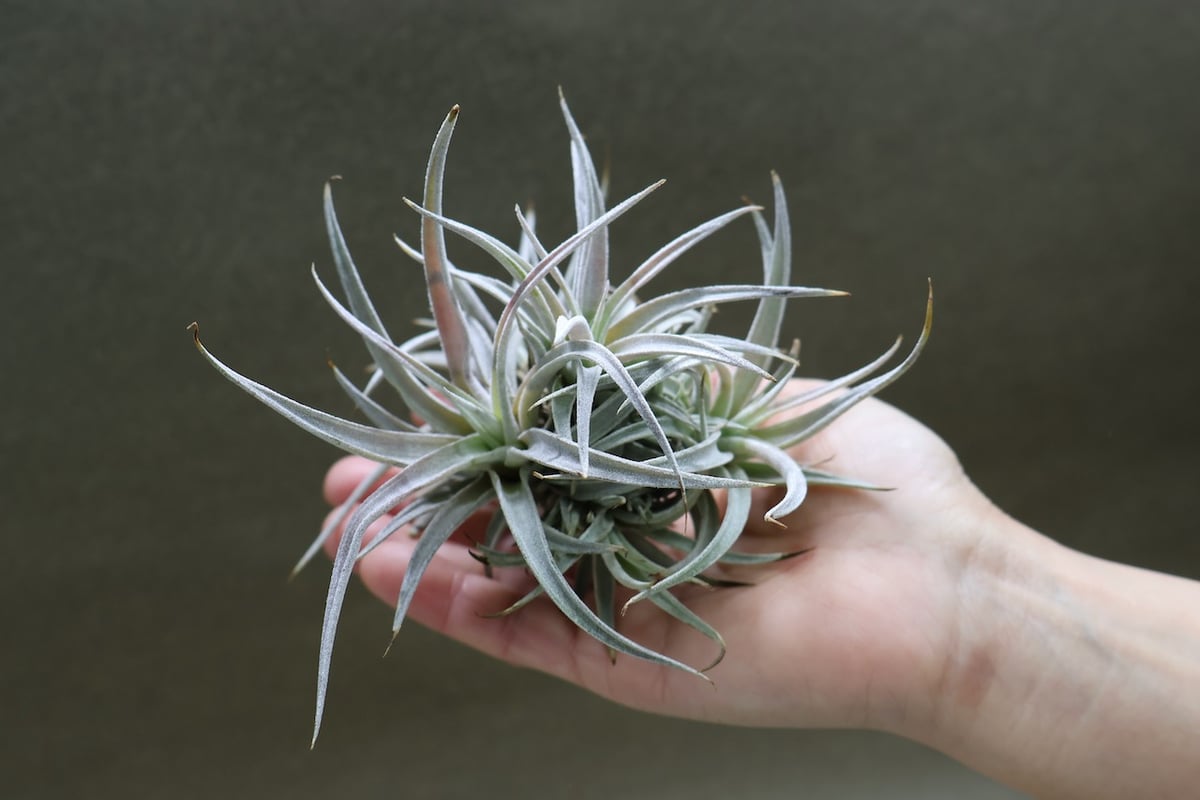 チアペンシス クランプ13号 | air-plants TENGU-DO