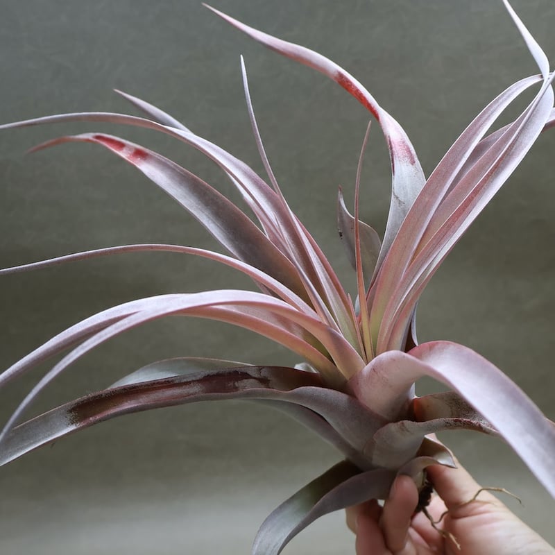 キセログラフィカ ×カピタータ マロン 07号 | air-plants TENGU-DO