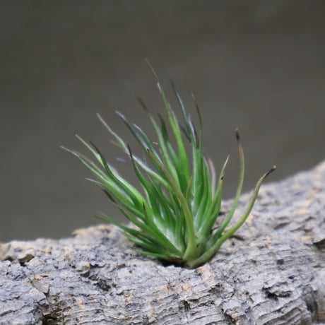 チランジア　イッツィービッツィー 謎多き小型種【ショータイム イッツィービッツィー】Tillandsia