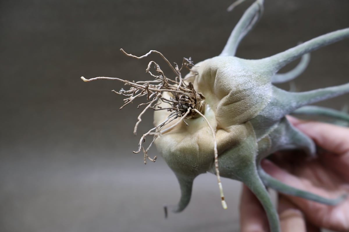 セレリアナ ハイブリッド 29号 | air-plants TENGU-DO