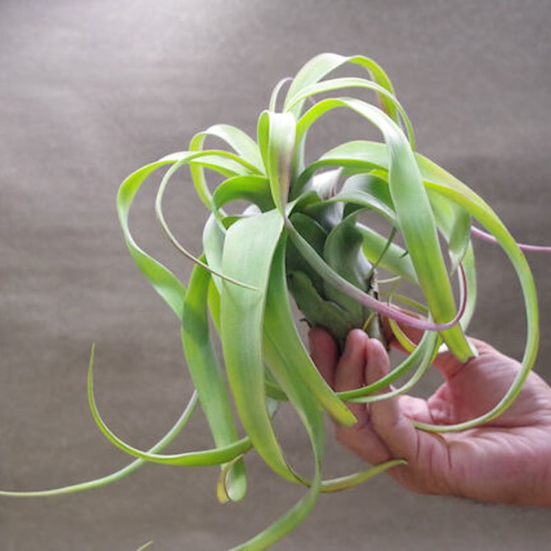 フレクスオーサ × ストレプトフィラ 02号 | air-plants TENGU-DO