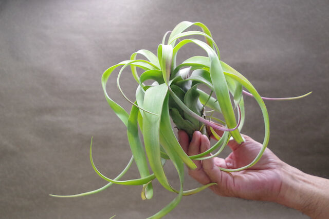 フレクスオーサ × ストレプトフィラ 02号 | air-plants TENGU-DO