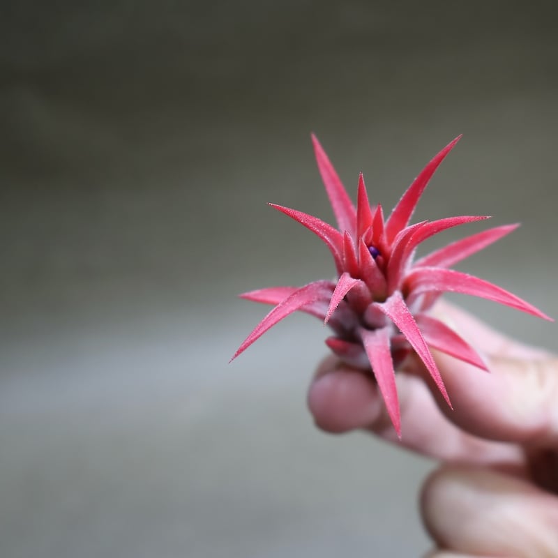 マヤンベース （ イオナンタ選抜種）13号 | air-plants TENGU-DO