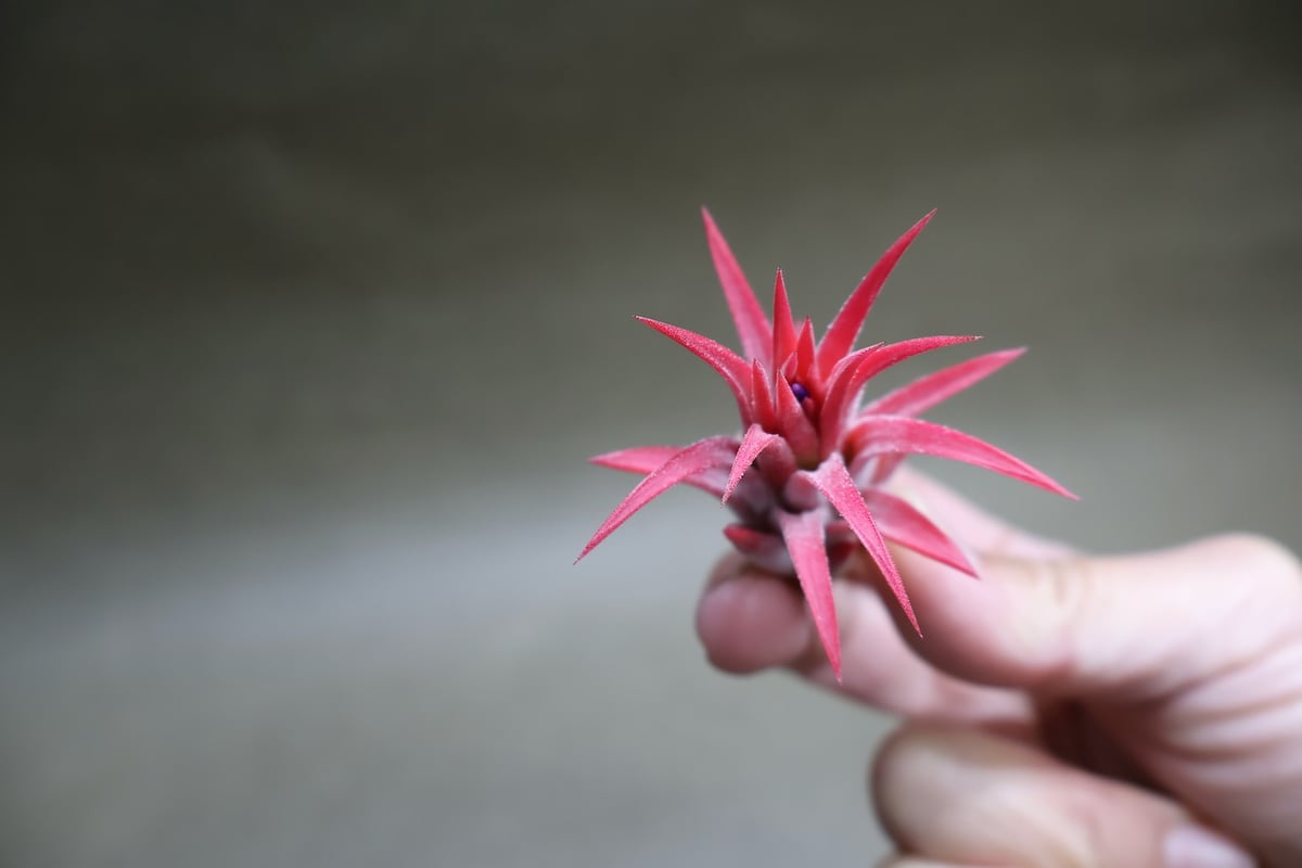 マヤンベース （ イオナンタ選抜種）13号 | air-plants TENGU-DO