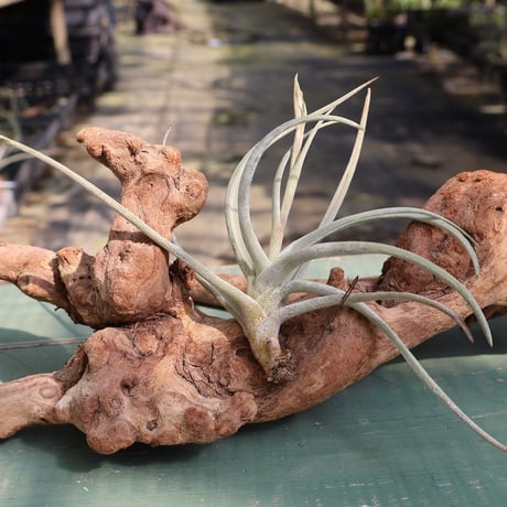 CATEGORY 品種名：E/F/G/H | air-plants TENGU-DO