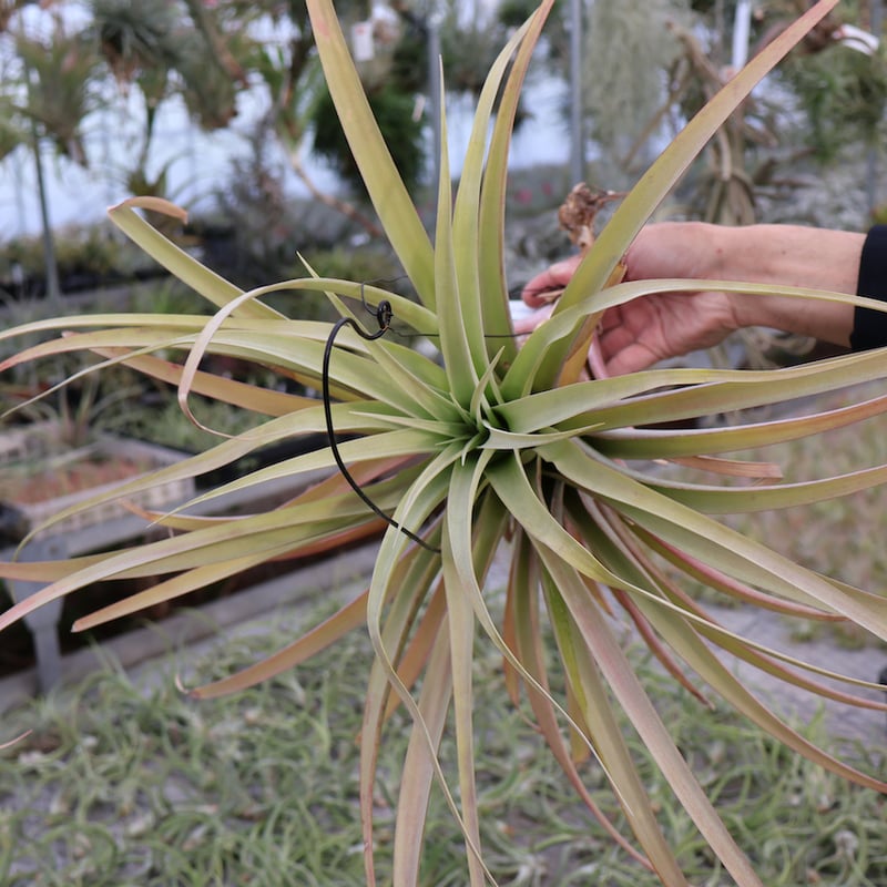 ロドセファラ 01号 | air-plants TENGU-DO