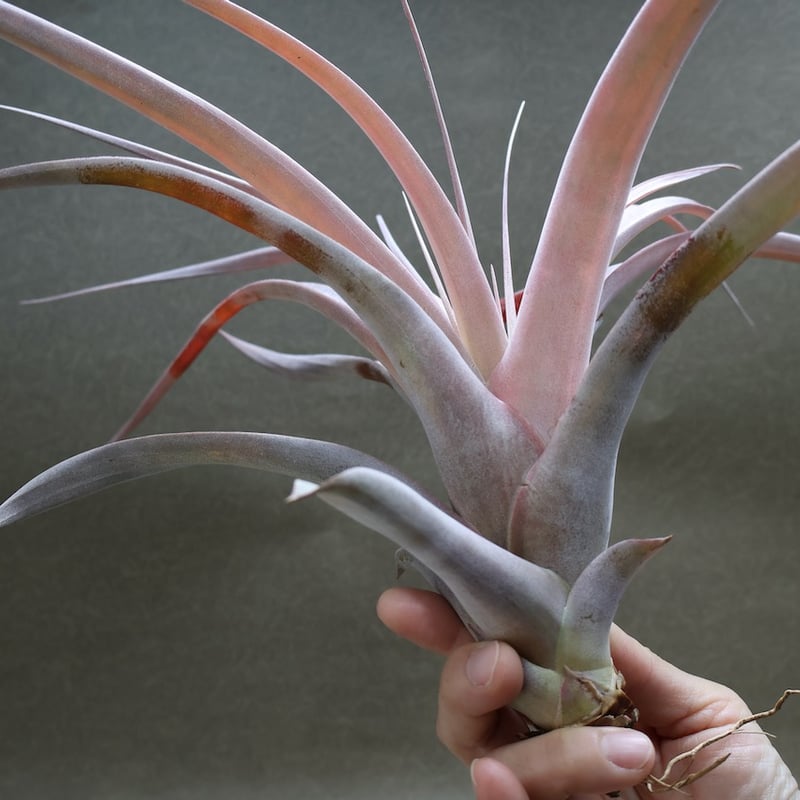 キセログラフィカ ×カピタータ マロン 07号 | air-plants TENGU-DO