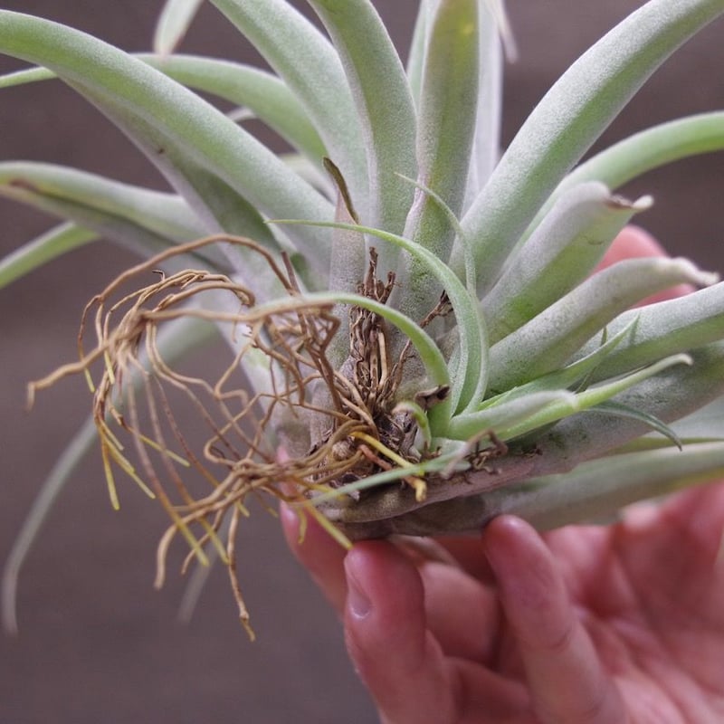 カピタータ シルバーローズ ×ブラキカウロス 01号 | air-plants