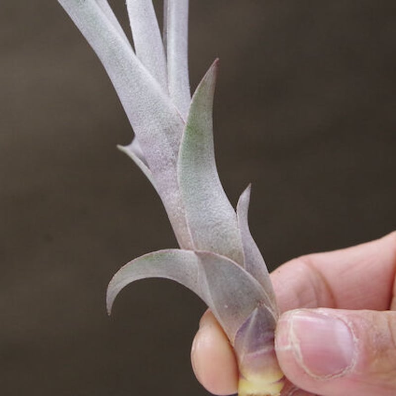 ミカンス 01号 | air-plants TENGU-DO