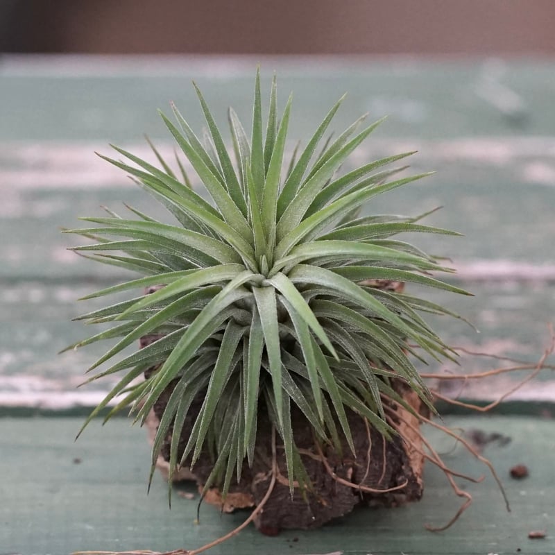 スタッフ特選】イオナンタ コルク着生 | air-plants TENGU-DO