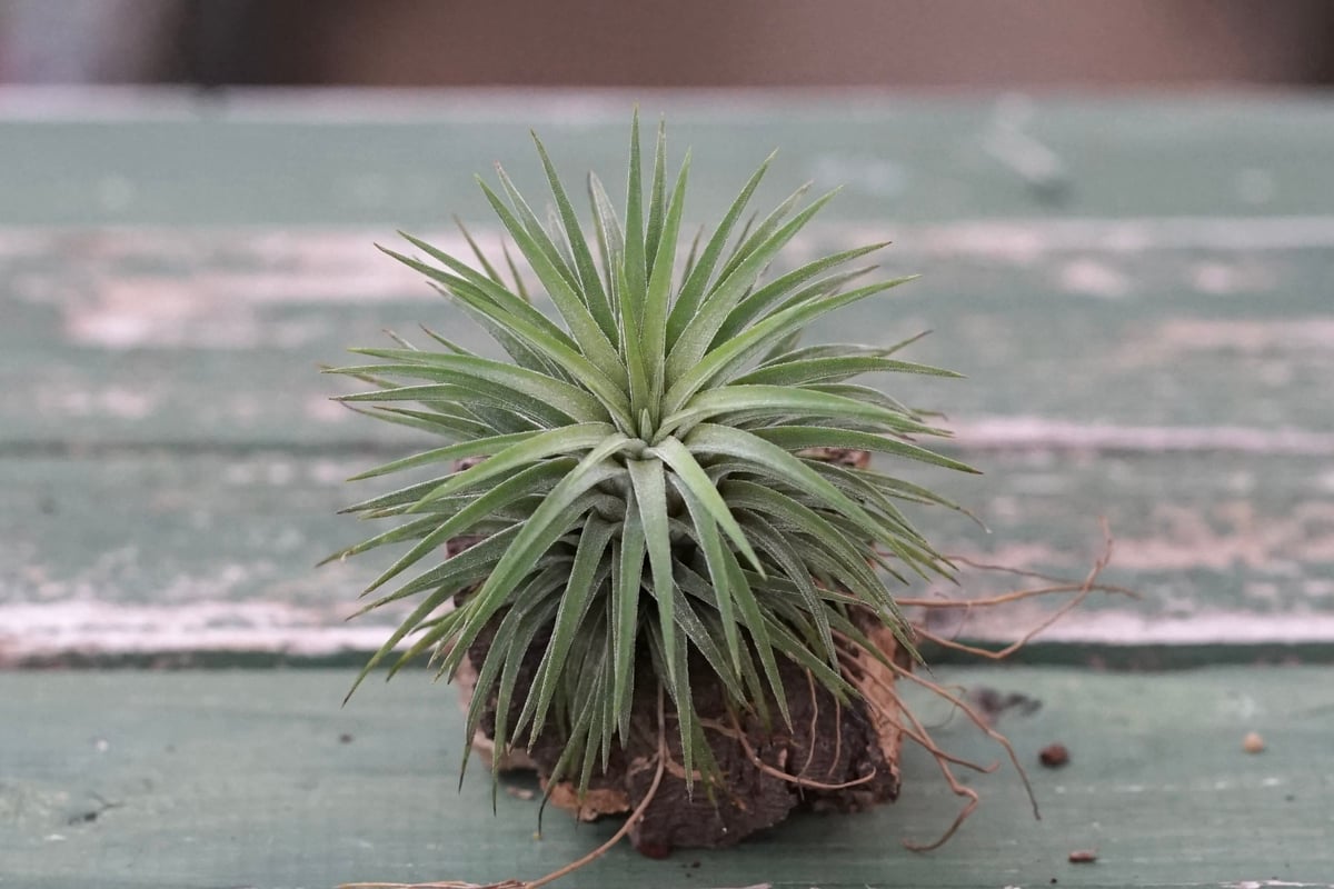スタッフ特選】イオナンタ コルク着生 | air-plants TENGU-DO