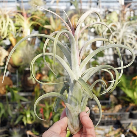 CATEGORY 品種名：I/J/K/L | air-plants TENGU-DO