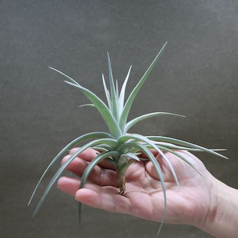 アエラントス ジャイアント 05号 | air-plants TENGU-DO
