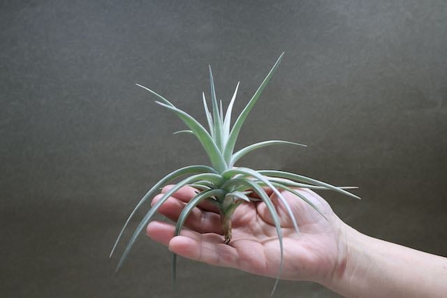 アエラントス ジャイアント 05号 | air-plants TENGU-DO