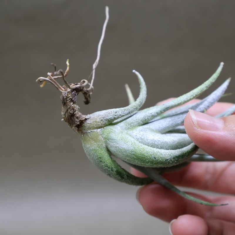 ミトラエンシス 09号 | air-plants TENGU-DO