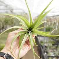 サカパネンシス 06号 | air-plants TENGU-DO