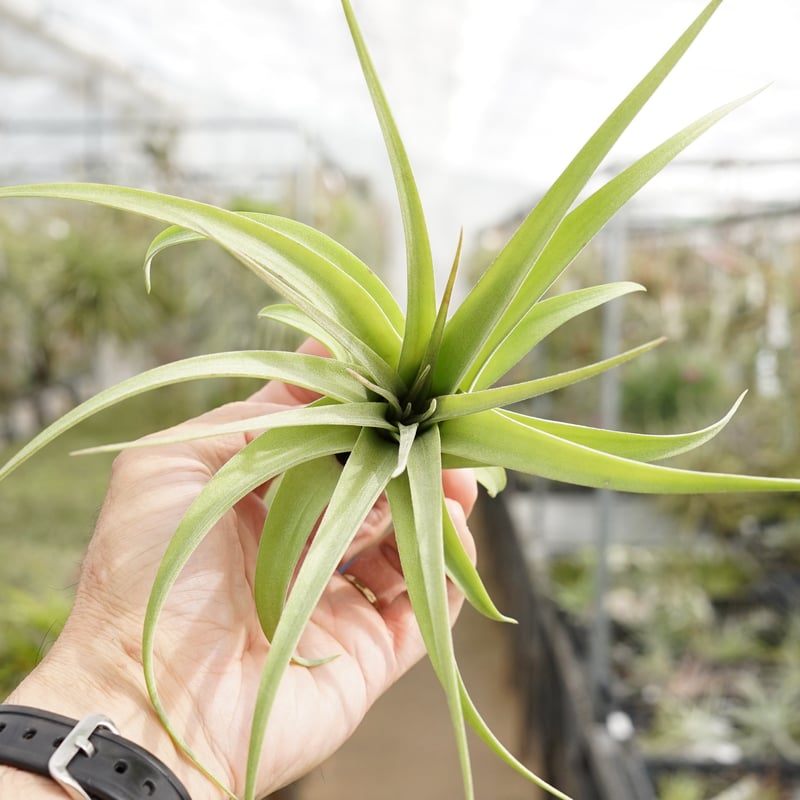 スタッフ特選】ブラキカウロス × ストレプトフィラ 子株 | air-plants