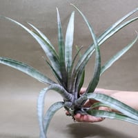 ヒルダエ 59号