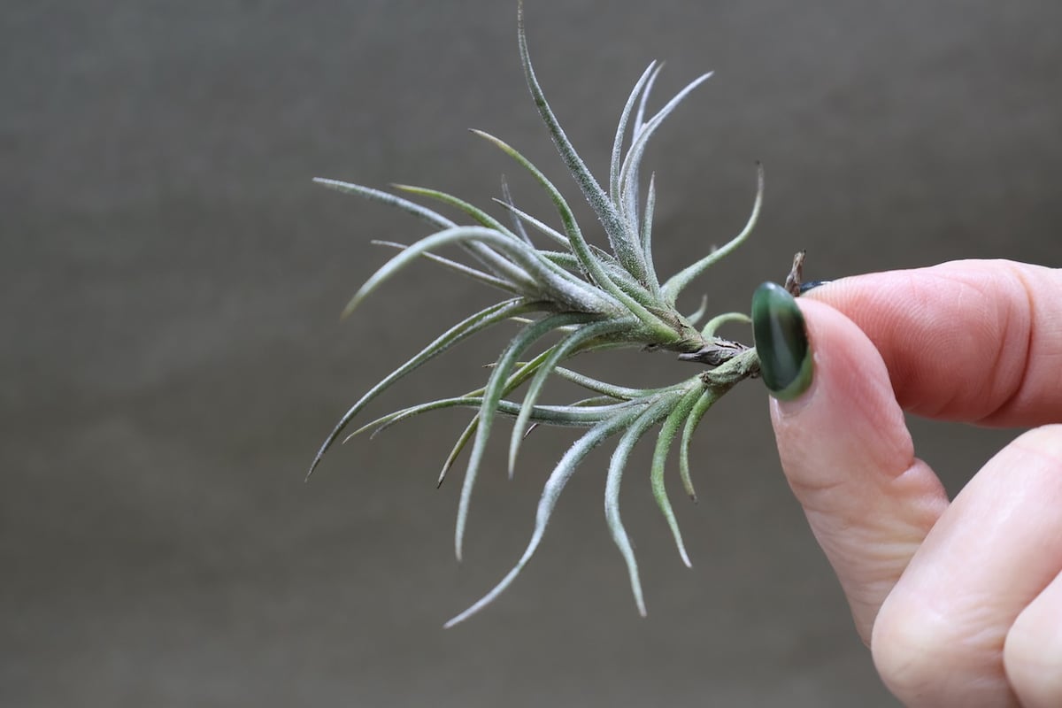 バンデンシス 12号 | air-plants TENGU-DO