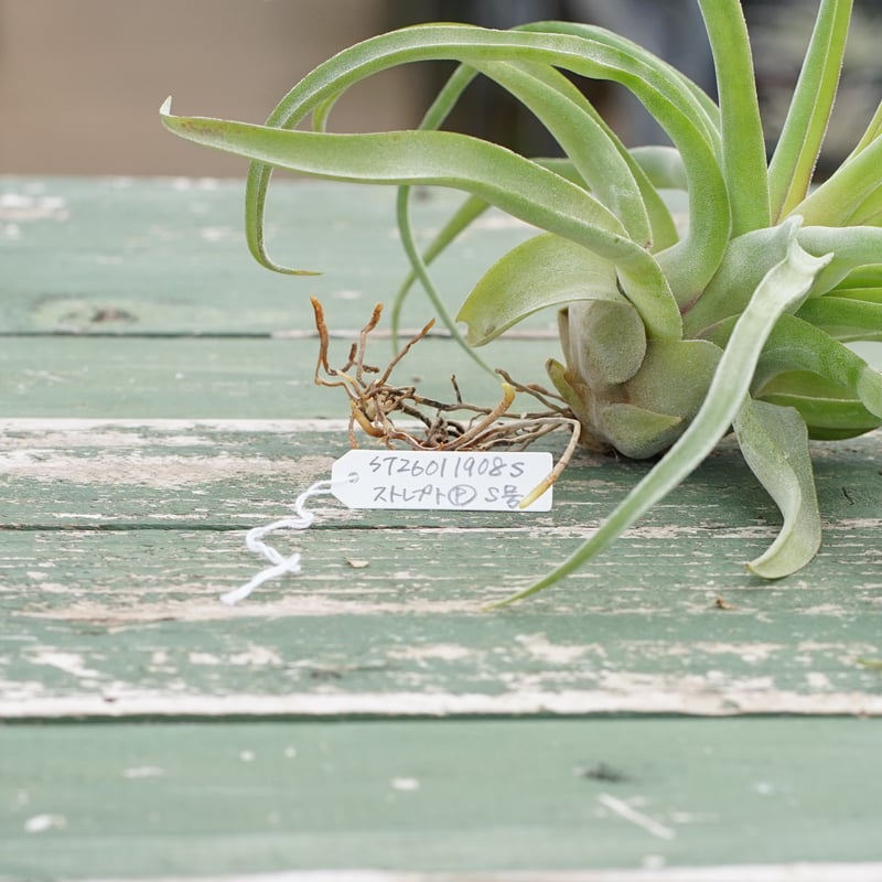 スタッフ特選】ストレプトフィラ 子株大株 S号 | air-plants TENGU-DO