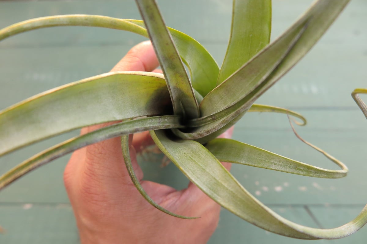 スタッフ特選】フレクスオーサ・ツイステッドフォーム | air-plants