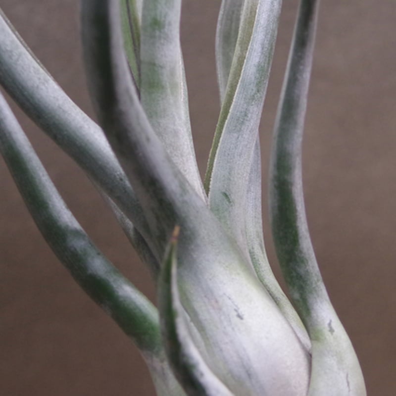 ゴルゴン 02号 | air-plants TENGU-DO