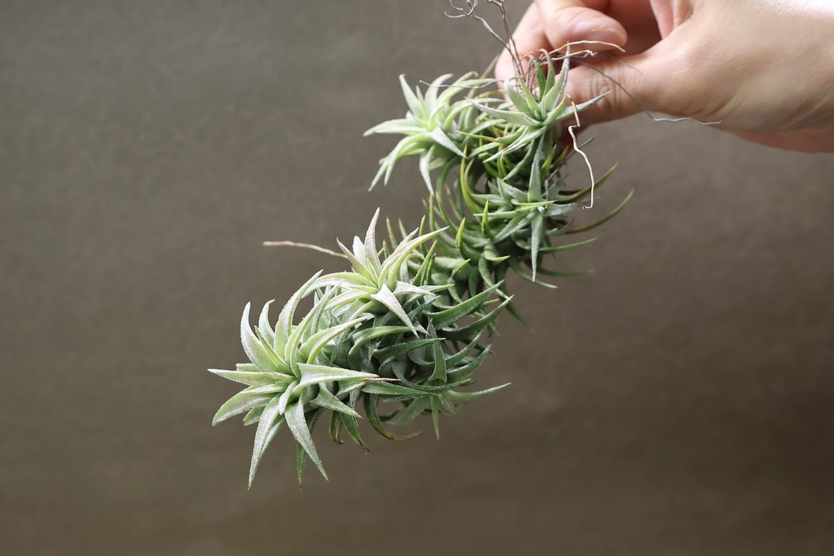 イオナンタ バンハイニンギー 142号 | air-plants TENGU-DO