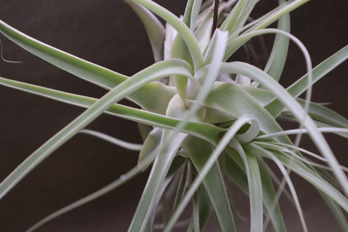 ストラミネア クランプ 08号 | air-plants TENGU-DO
