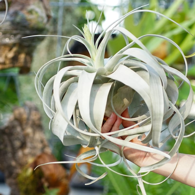 スタッフ特選】キセログラフィカ 花芽付き A号 | air-plants TENGU-DO