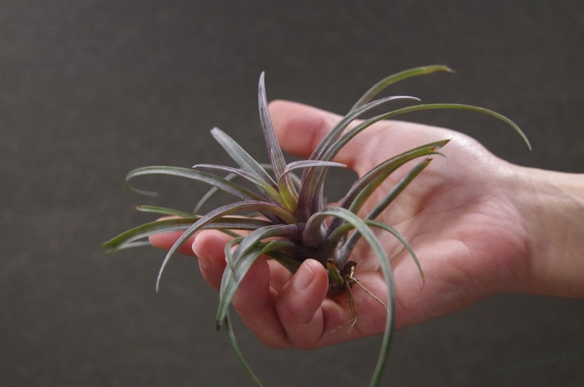 カピタータ ドミンゲンシス 09号 | air-plants TENGU-DO