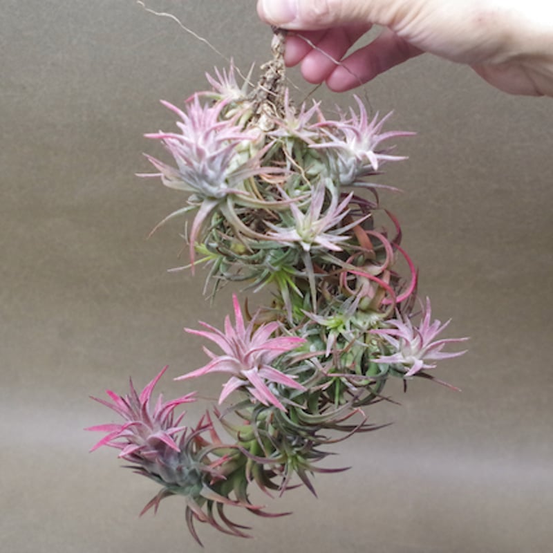 イオナンタ バンハイニンギー クランプ 09号 | air-plants TENGU-DO