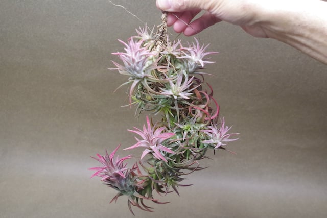 イオナンタ バンハイニンギー クランプ 09号 | air-plants TENGU-DO