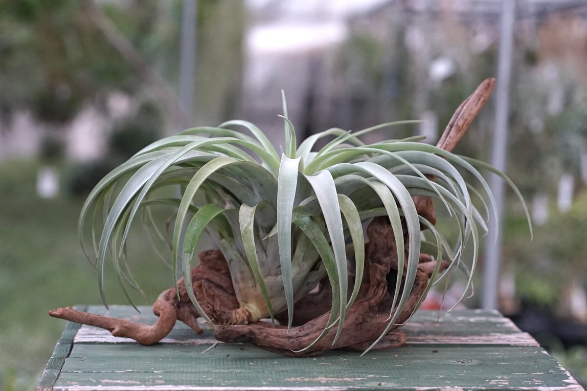 超希少❗️超特大❗️チランジア　カピタータ　シルバーローズ✨ 超希少❗️超特大❗️チランジア カピタータ シルバーローズ