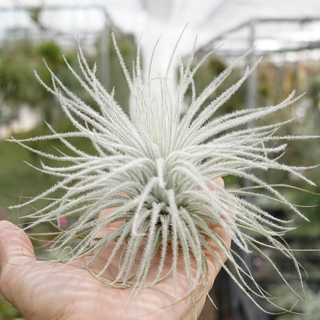 スタッフ特選】テクトラム XL | air-plants TENGU-DO