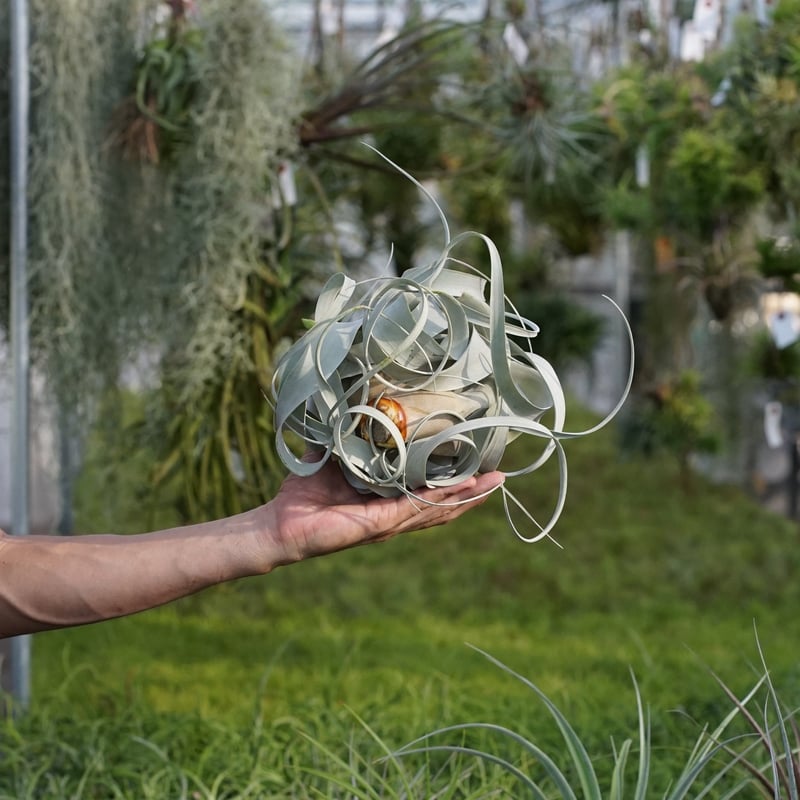 エアープランツ　チランジア　キセログラフィカ　特大　花芽 楽天市場】チランジア（キセログラフィカ：特大） 3Lサイズ 苗