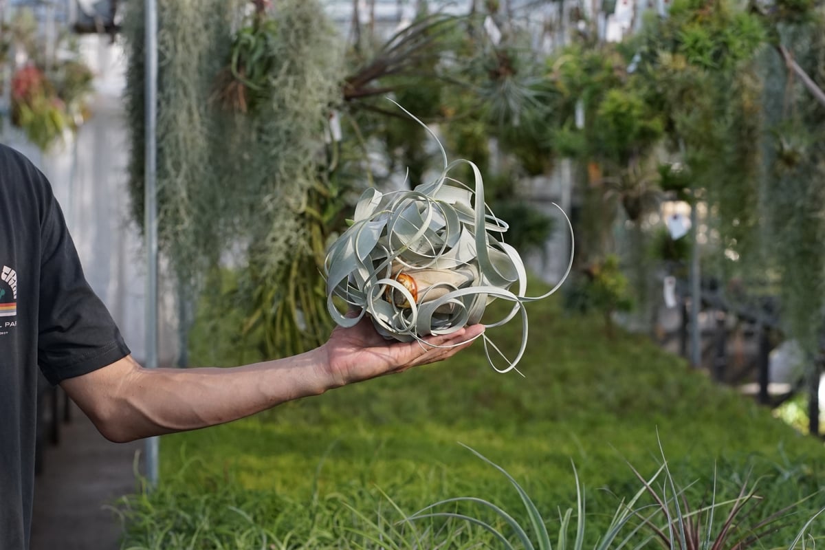 スタッフ特選】キセログラフィカ 花芽付き R号 | air-plants TENGU-DO